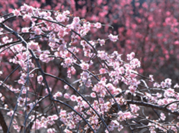 Kume Ume-no-Sato Park