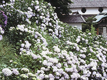 Hydrangea at Daishoji Temple