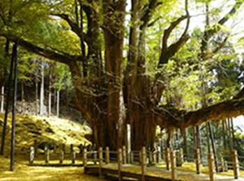 Bodaiji Temple Ginkgo Tree